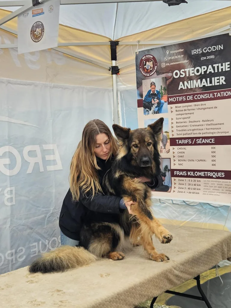 Séance d'ostéopathie animale avec Iris – chien en cours de manipulation