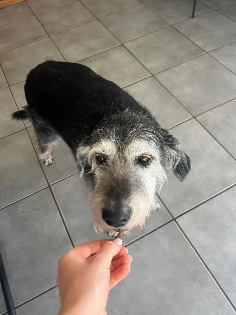 Séance d'ostéopathie animale avec Iris – chien en cours de manipulation