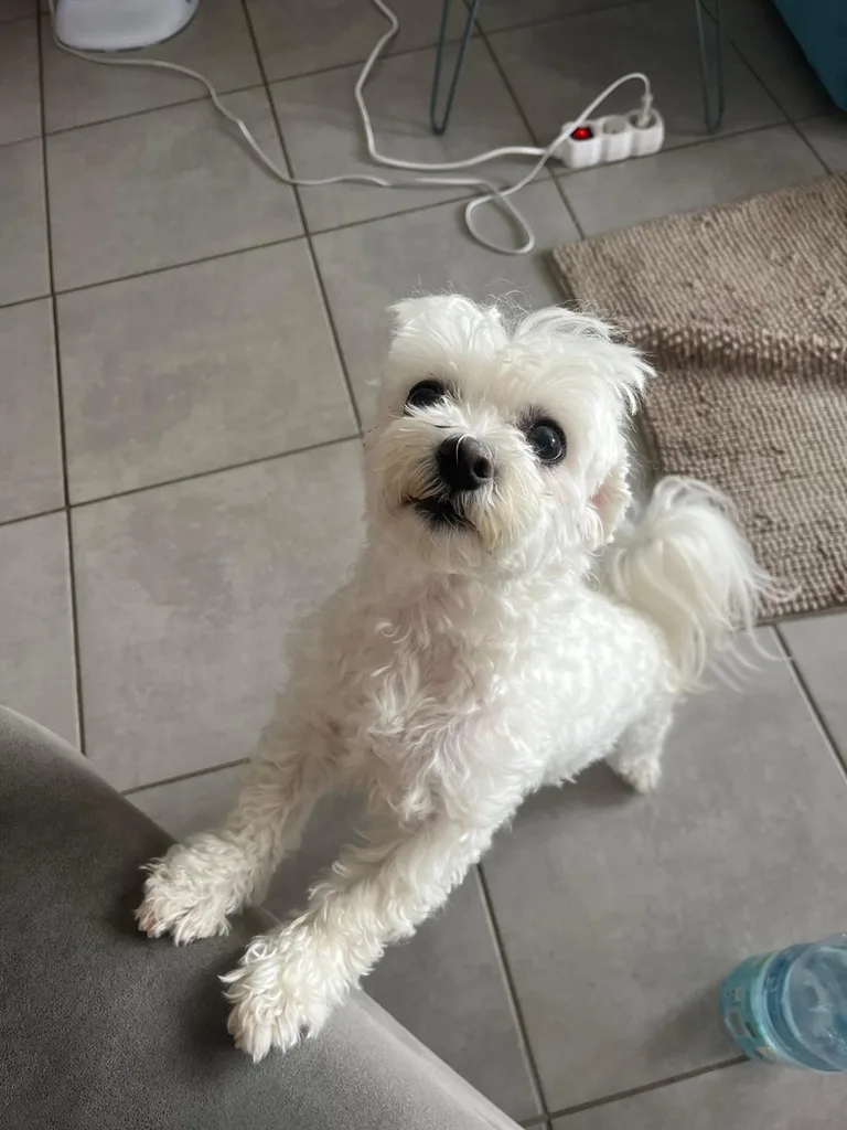 Séance d'ostéopathie animale avec Iris – chien en cours de manipulation
