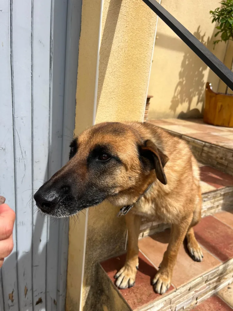 Séance d'ostéopathie animale avec Iris – chien en cours de manipulation
