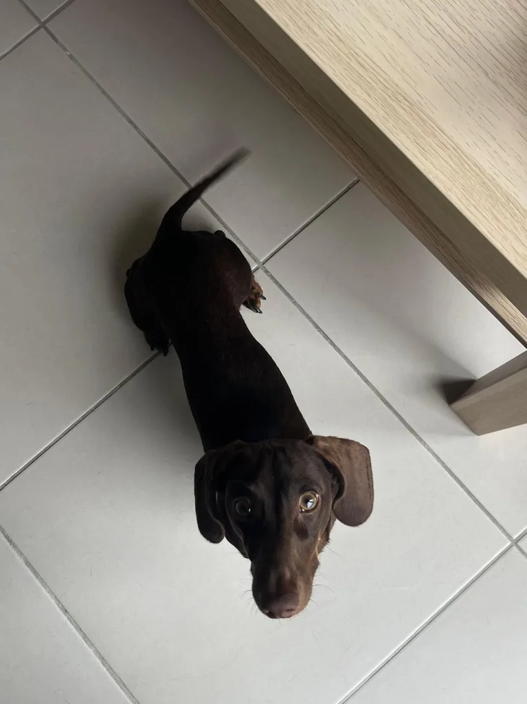 Séance d'ostéopathie animale avec Iris – chien en cours de manipulation