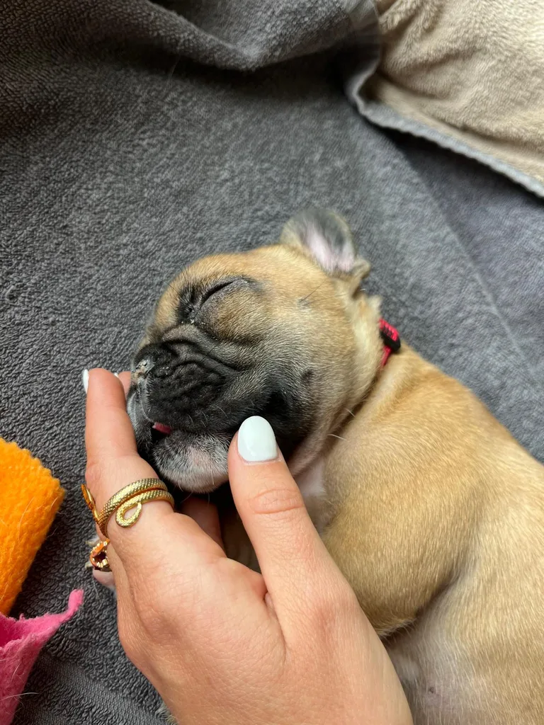 Séance d'ostéopathie animale avec Iris – chien en cours de manipulation