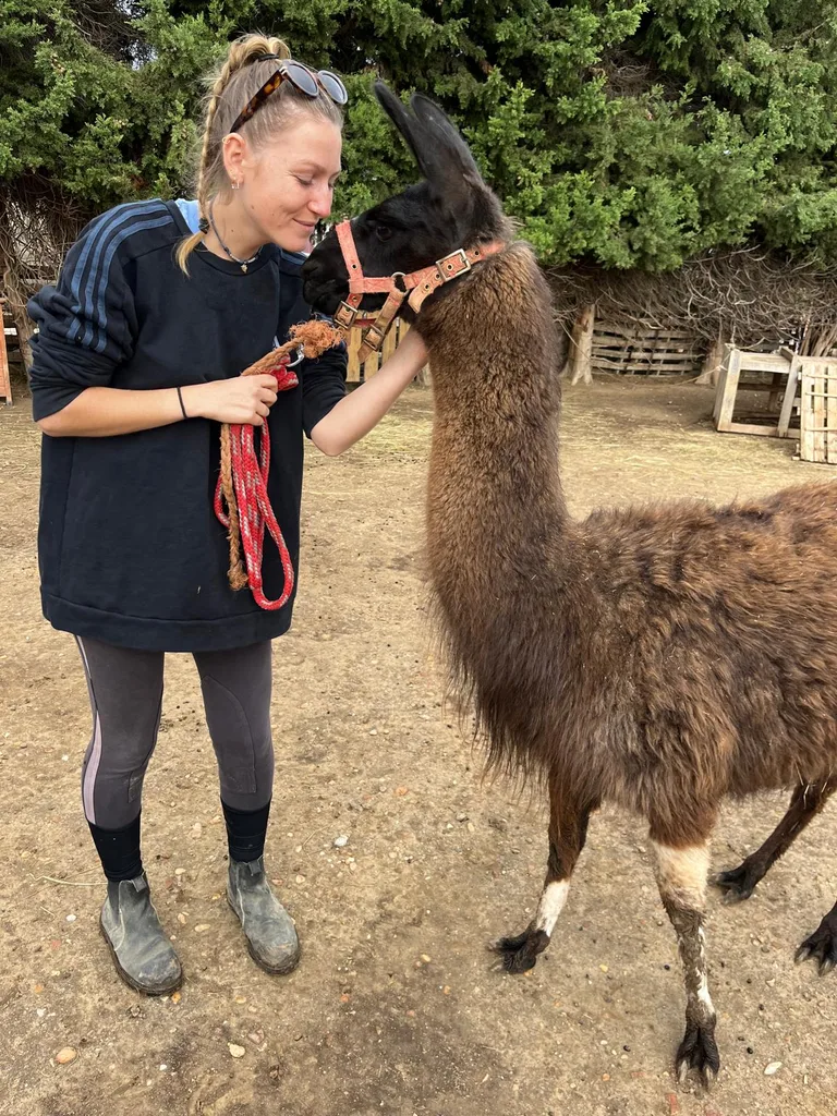 Séance d'ostéopathie animale avec Iris – lama en cours de manipulation