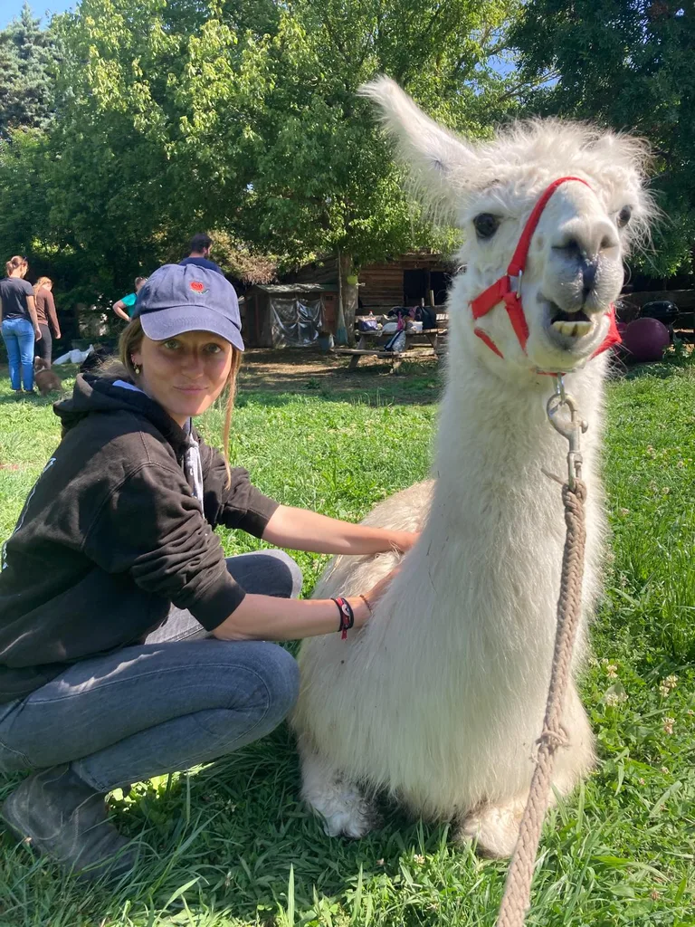 Séance d'ostéopathie animale avec Iris – lama en cours de manipulation