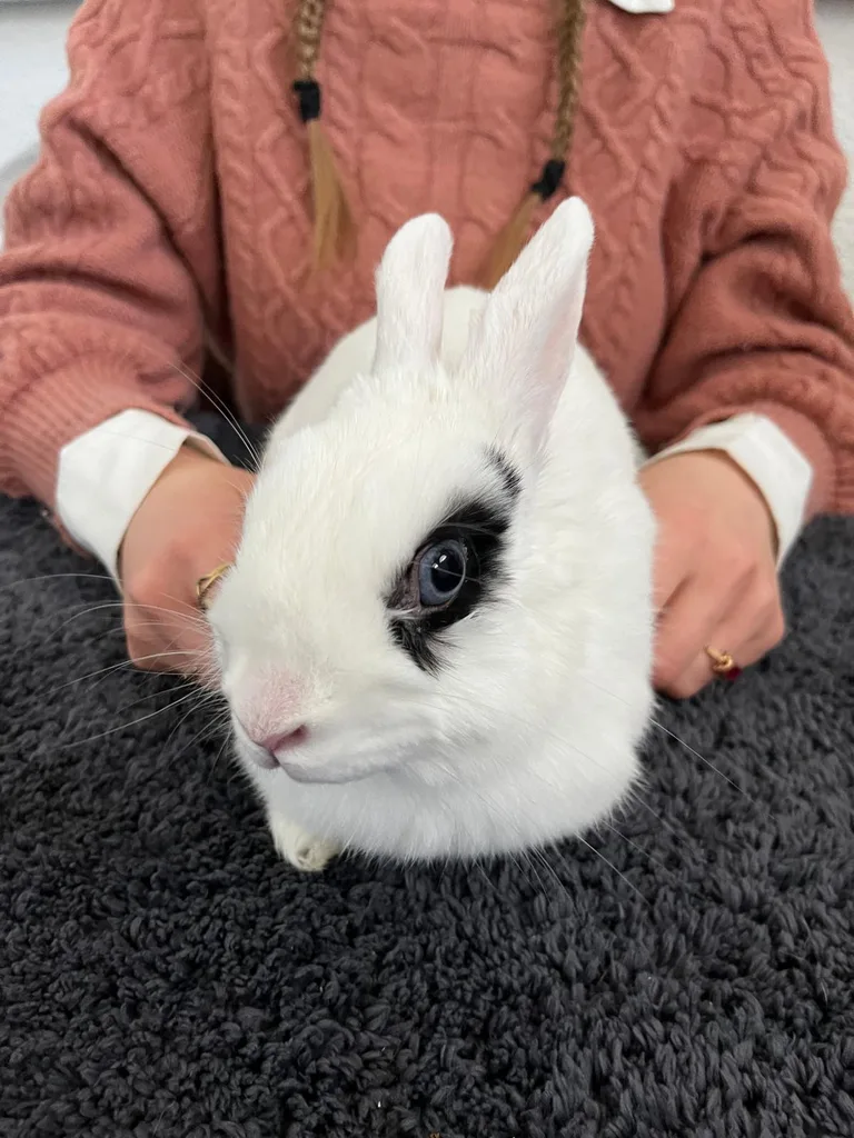 Séance d'ostéopathie animale avec Iris – lapin en cours de manipulation