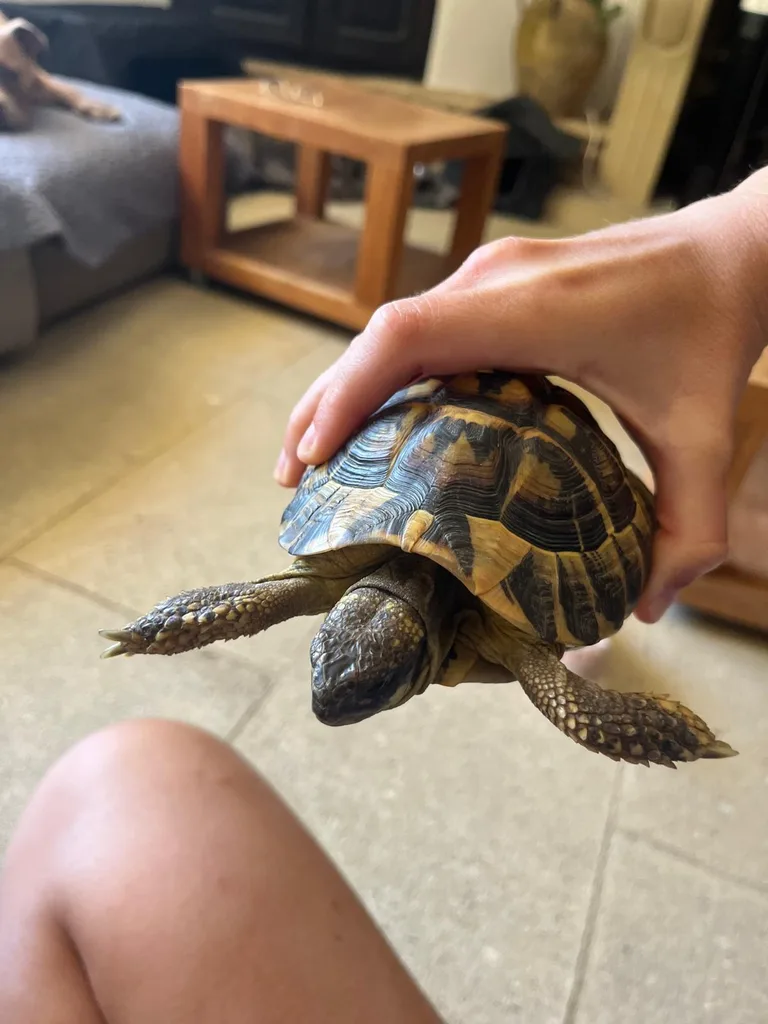 Séance d'ostéopathie animale avec Iris – tortue en cours de manipulation