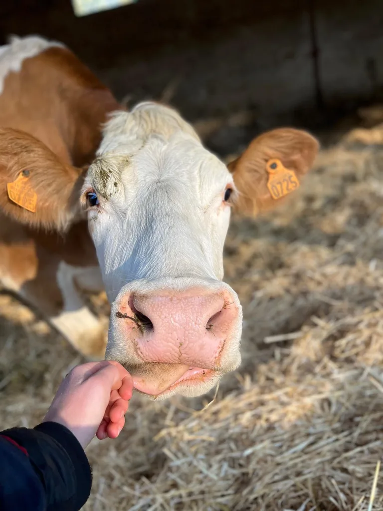 Séance d'ostéopathie animale avec Iris – vache en cours de manipulation