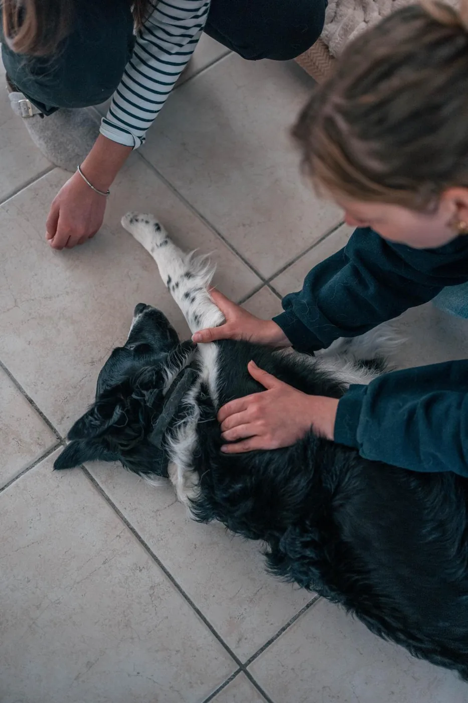 Chien de berger en séance de soin