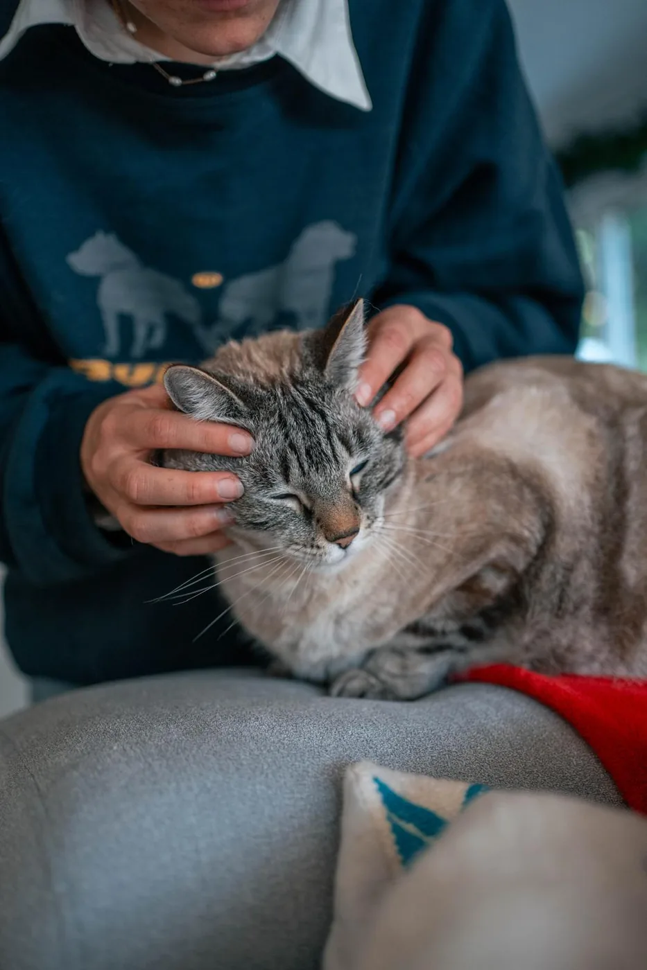 Soin ostéopathique pour chat
