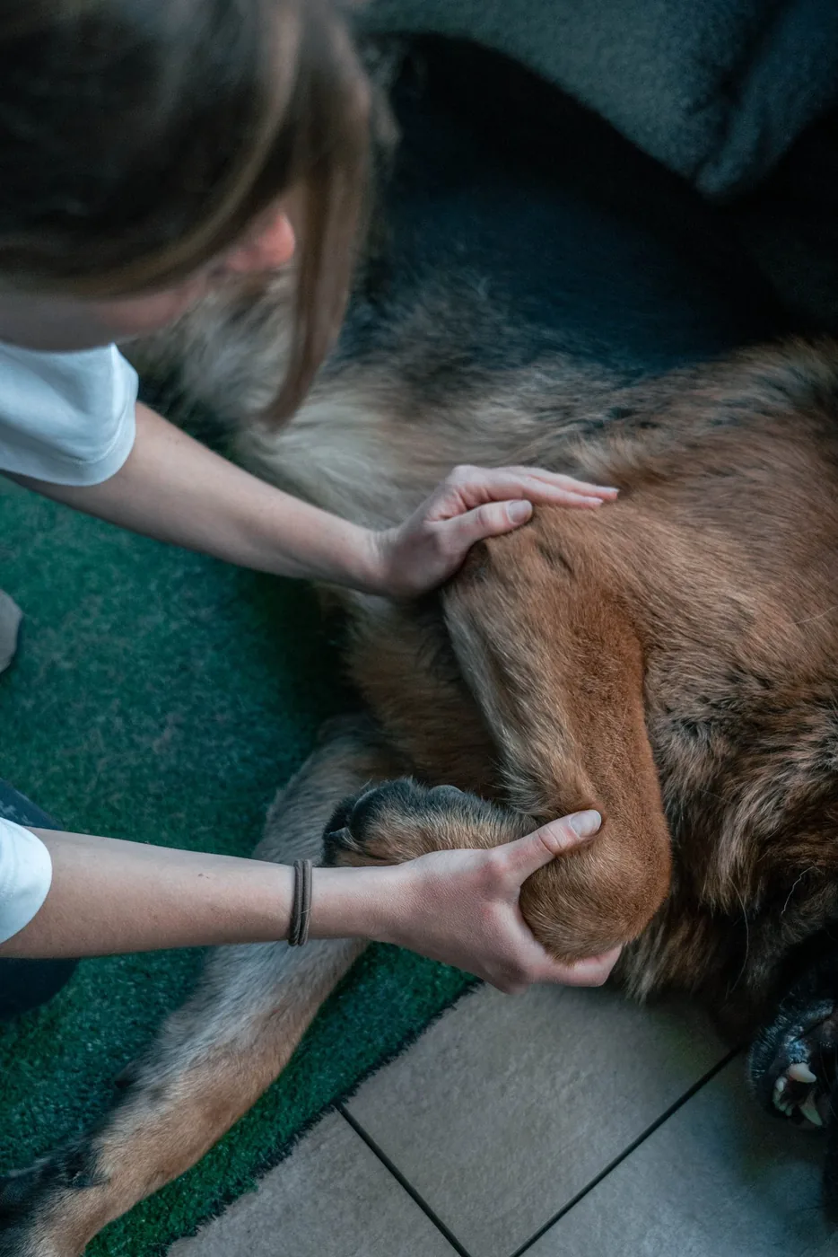 Soin ostéopathique pour chien