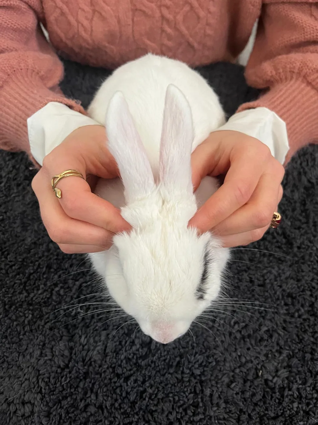 Soin ostéopathique pour NAC (nouveaux animaux de compagnie)